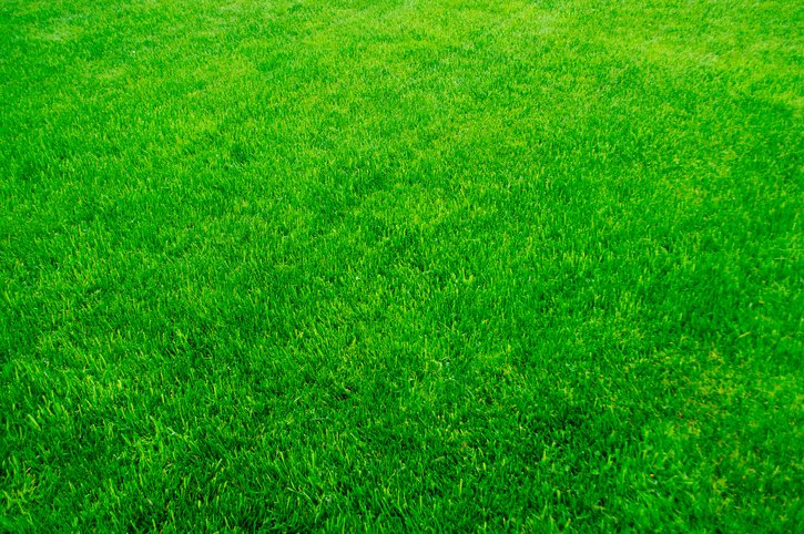 Green grass, lawn texture