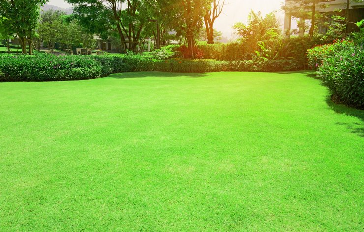 Fresh green Burmuda grass smooth lawn with curve form of bush, trees on the background in the house's garden under morning sunlight